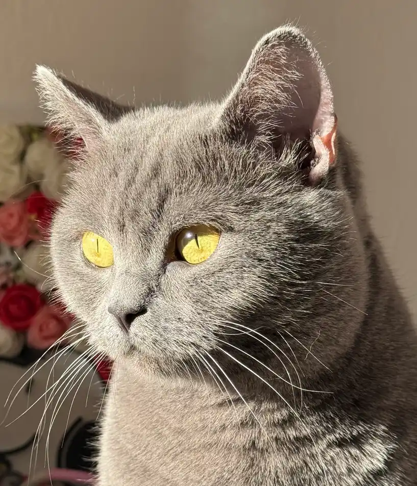 Sky – British Shorthair, Chief Purr-formance Officer